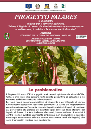 Progetto Falares - Presentazione